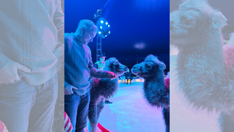 Im Abstand von f&uuml;nf Tagen sind im Zirkus Alaska zwei Kamelbabys geboren.