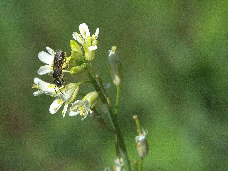 2024 Naturnahe Gärten2024 Naturnahe Gärten