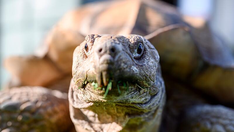 Afrikanische Spornschildkr&ouml;te