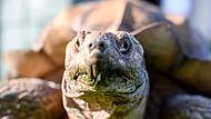 Afrikanische Spornschildkröte Afrikanische Spornschildkröte
