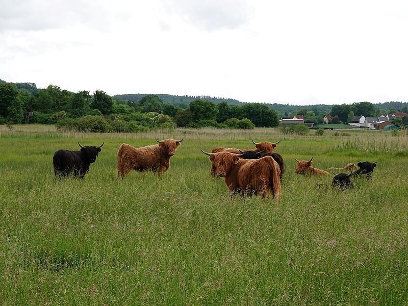 Hochlandrinder in den Glender Wiesen