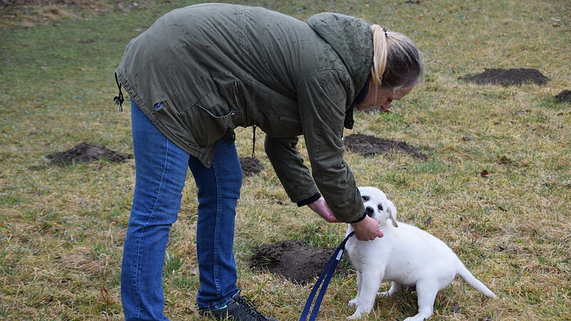 Kreis Kronach: Blindenf&uuml;hrhund-Ausbildung - Paten gesucht