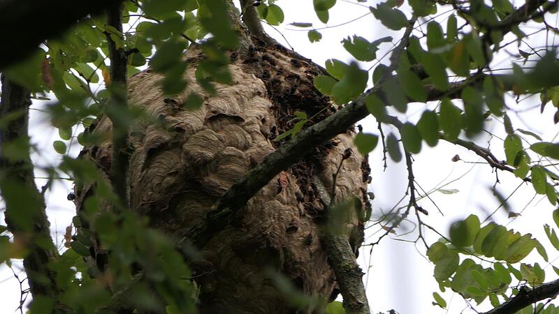 Das Nest hatte ungef&auml;hr den Durchmesser eines gro&szlig;en Medizinballs.