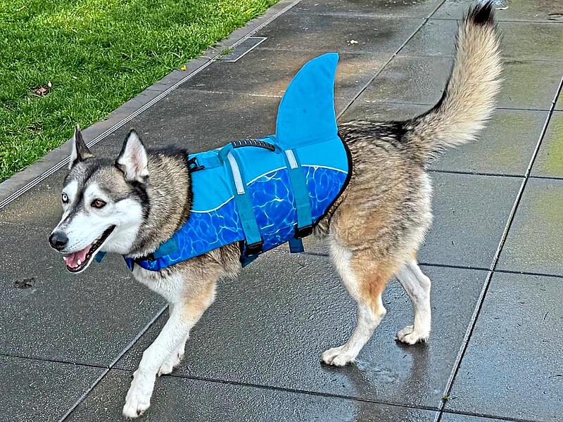 Ist das jetzt ein Hundehai oder ein Haihund? Ist das jetzt ein Hundehai oder ein Haihund?