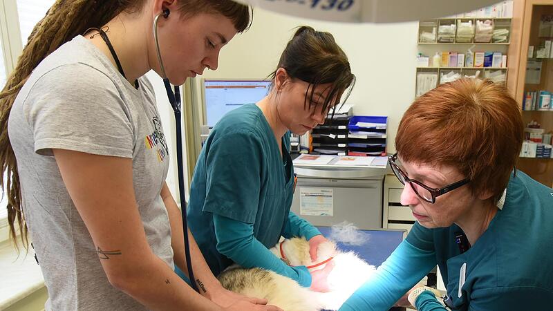 Das Team einer Tierarztpraxis behandelt einen Hund.