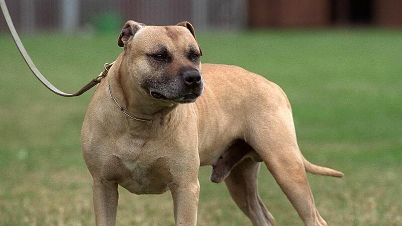 Der Oberthulbaer Gemeinderat beschäftigte sich mit der neuen Verordnung über das Einschränken des freien Umherlaufens von großen Hunden und Kampfhunden (im Bild ein als gefährlicher Kampfhund eingestufter American Staffordshire Terrier, aufgenomme...