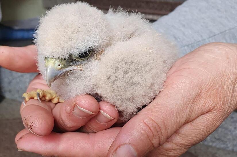 Das Küken hat ein Ehepaar beim Spazierengehen gefunden.Forchheim & Fränkische Schweiz
