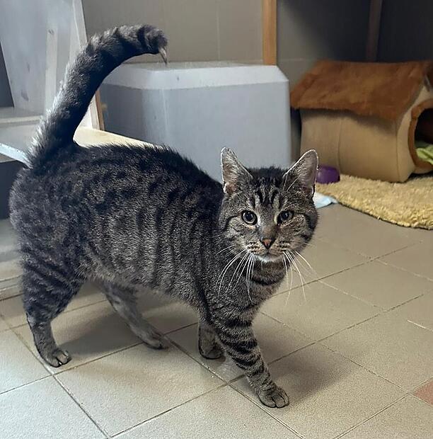 Kater Fiete sucht ein neues Zuhause.