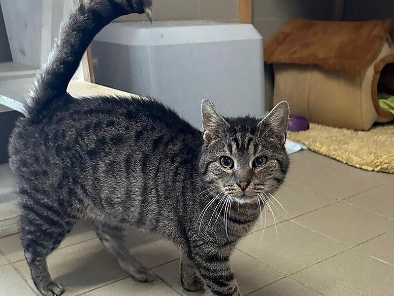 Kater Fiete sucht ein neues Zuhause.