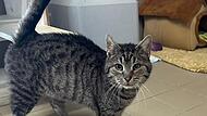 Fundtier Tierheim Kronach Kater Fiete sucht ein neues Zuhause.