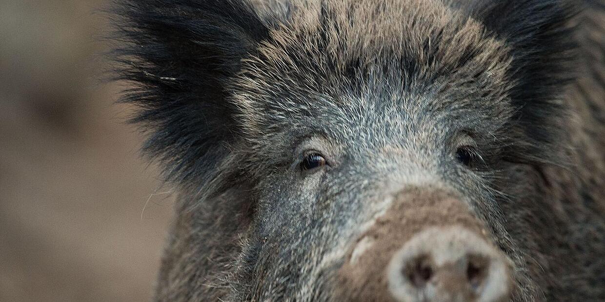 Wildschweine laufen auf Straße: Rotte verursacht Unfall mit zwei ...