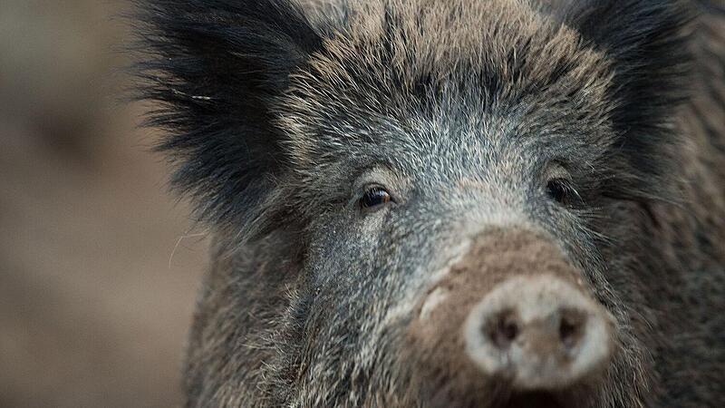 20.000 Euro Schaden in Bad Kissingen wegen Wildschweinrotte 20.000 Euro Schaden in Bad Kissingen wegen Wildschweinrotte