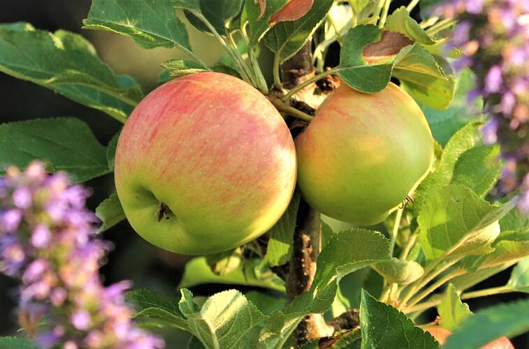 Birnen und Äpfel sind früher reif als sonst