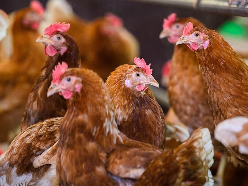 Legehennen Legehennen