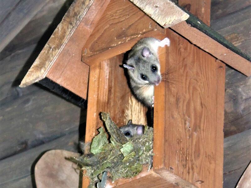 Vogelschutz als Siebenschläfer Schutzhütte