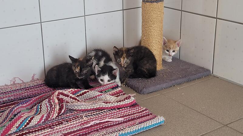 Franken helfen Franken