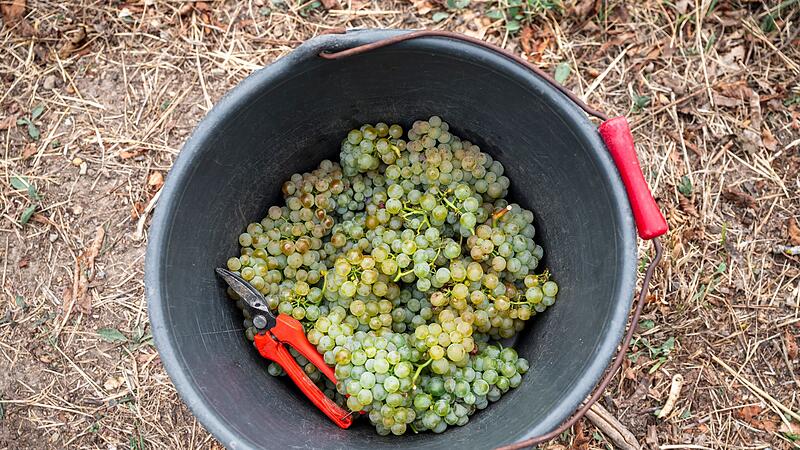 Offizielle Er&ouml;ffnung Weinlese