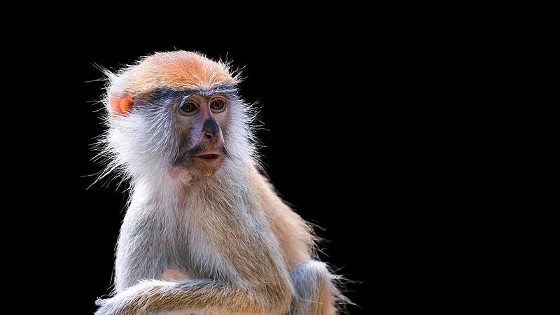 Husarenaffen sollten nicht nur im K&auml;fig gehalten werden.