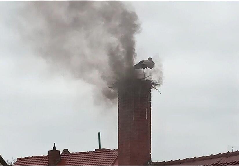 Trotz aufsteigendem Rauch durch das Schnappsbrennen beim OGV setzte der Storch seinen Nestbau fort.