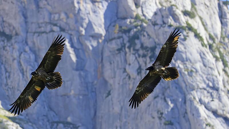 Ausgewilderte Bartgeier Ausgewilderte Bartgeier