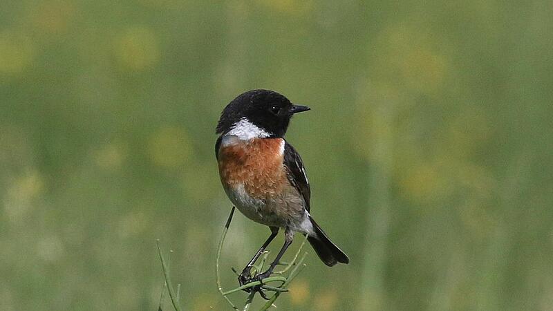 Seltener Brutvogel im Landkreis Lichtenfels &ndash; das Schwarzkehlchen.