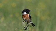 Seltener Brutvogel im Landkreis Lichtenfels – das Schwarzkehlchen.