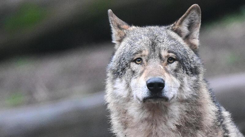 Wer einem Wolf begegnet, sollte umsichtig handeln. Meistens sind die Tiere scheu. Wer einem Wolf begegnet, sollte umsichtig handeln. Meistens sind die Tiere scheu.