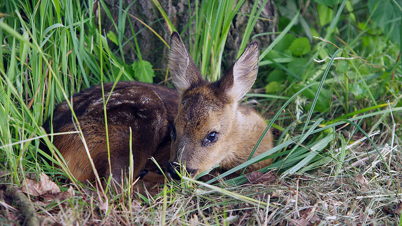Gerichtsprozess wegen tragischem Aufeinandertreffen von Hund und Kitz.