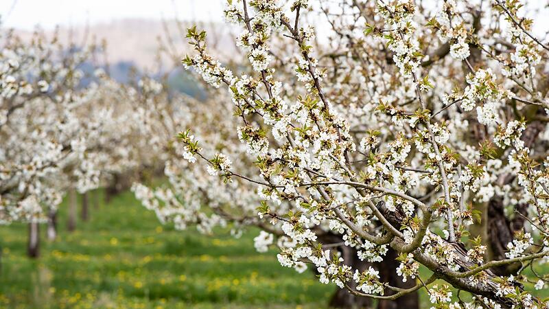 Schutz vor Sch&auml;dlingen