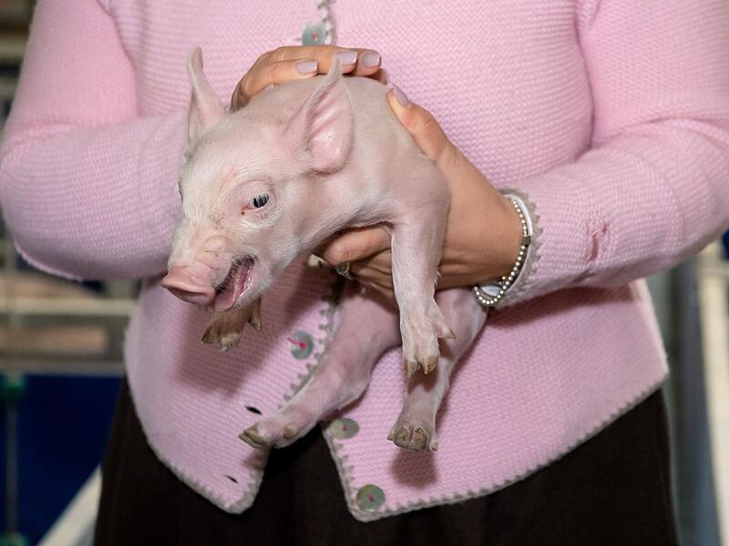 Schweine in Zuchtbetrieb