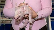 Schweine in Zuchtbetrieb