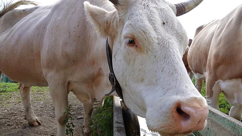 Kuh in der Schweiz Kuh in der Schweiz