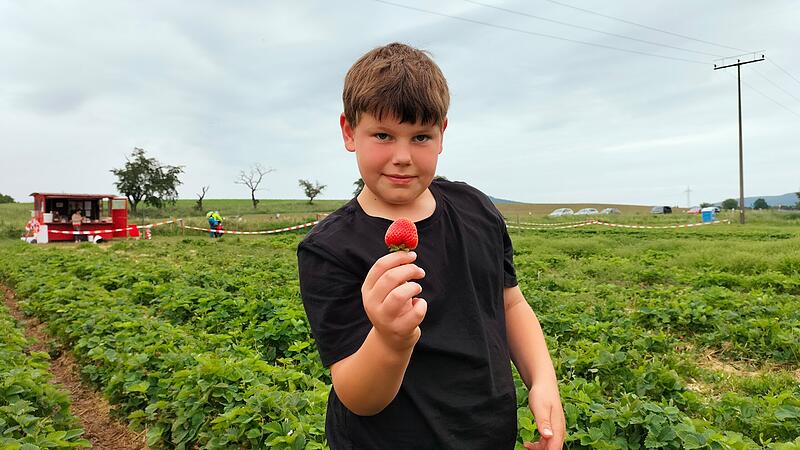 Der Erdbeerhof informiert täglich, ob es noch genug Früchte auf den Feldern gibt. Der Erdbeerhof informiert täglich, ob es noch genug Früchte auf den Feldern gibt.