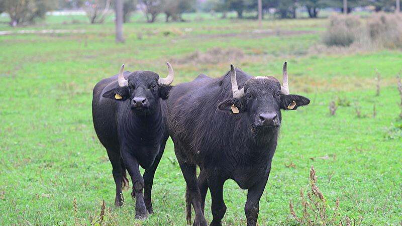 Stur, interessiert und stressresistent: Seit 14 Jahren pflegen Wasserb&uuml;ffel das Aurachtal