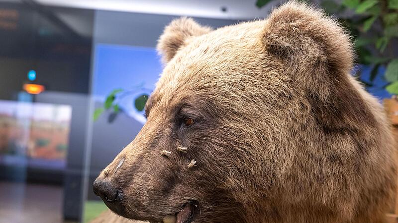 Der ausgestopfte Braunb&auml;r Bruno wird im Museum Mensch und Natur ausgestellt. Nun soll es auch seinen Artgenossen in Norditalien  an den Kragen gehen.