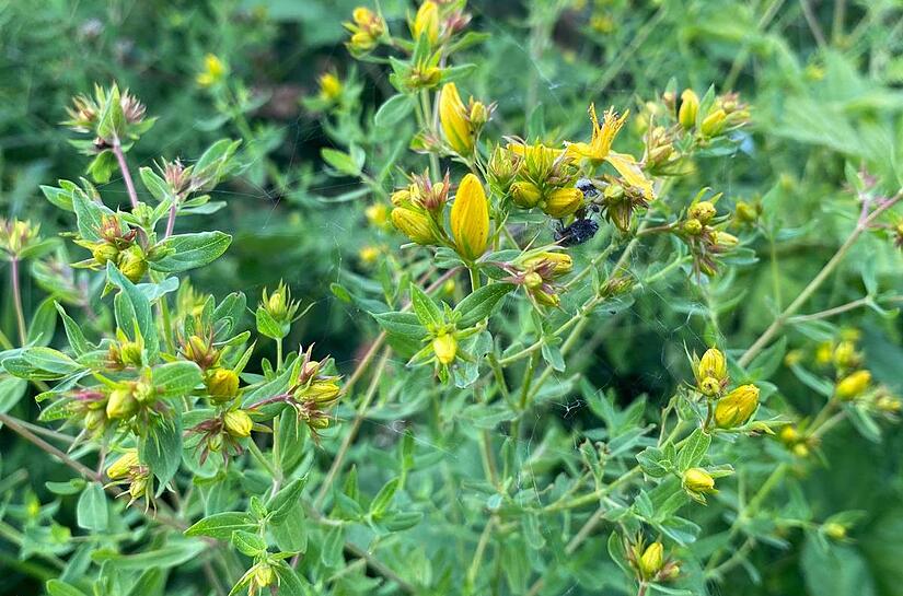 Knospen des Blütenstandes des Johanniskrautes. Eine alte Arzneipflanze, die heute zur Gewinnung von pflanzlichem Rohstoff für Arzneimittel angebaut wird.