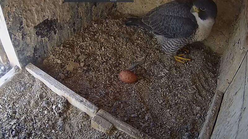 Das Weibchen l&auml;uft um das Ei herum und sieht nach dem rechten.