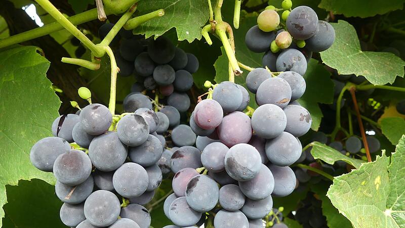 Blaue Trauben wachsen in einem Herzogenauracher Garten. Blaue Trauben wachsen in einem Herzogenauracher Garten.