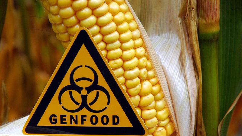 Die &Ouml;DP will den Anbau von &bdquo;Genfood&ldquo; in Bayern verhindern.