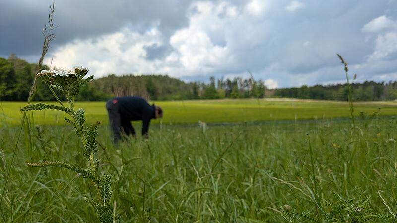 Wildkräuter Wildkräuter