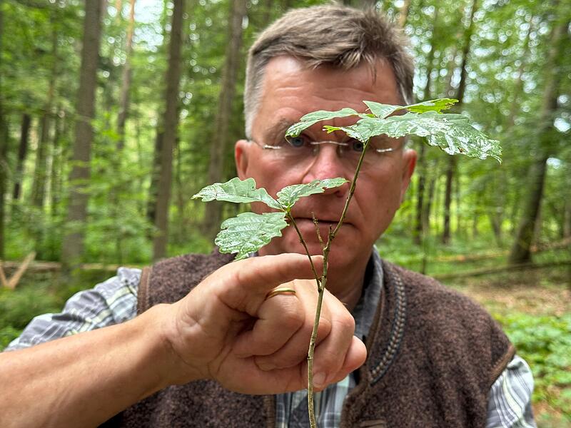 Jagdleiter Ernst Daum zeigt an einem jungen Baum, wie Verbiss aussiehtForchheim & Fränkische Schweiz Jagdleiter Ernst Daum zeigt an einem jungen Baum, wie Verbiss aussieht.