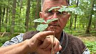 Jagdleiter Ernst Daum zeigt an einem jungen Baum, wie Verbiss aussieht.