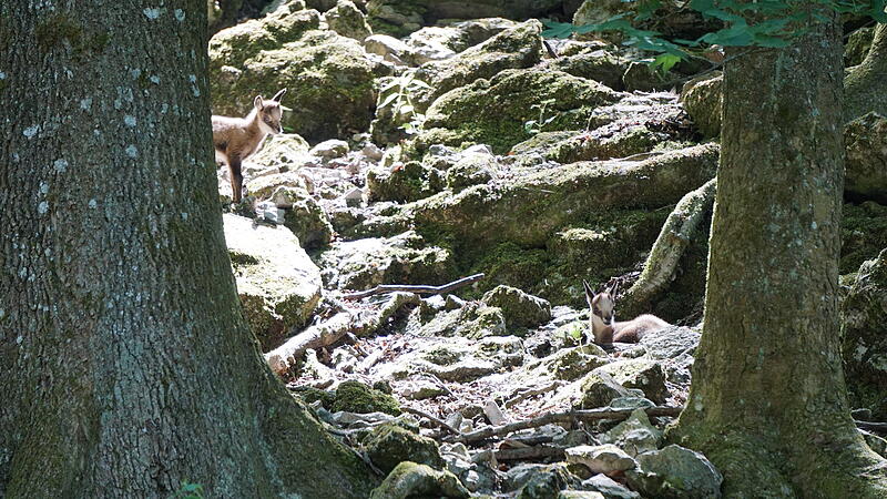 Junge Gämsen erfreuen Besucher des Tierparks Hundshaupten.Forchheim & Fränkische Schweiz Junge Gämsen erfreuen Besucher des Tierparks Hundshaupten.Forchheim & Fränkische Schweiz