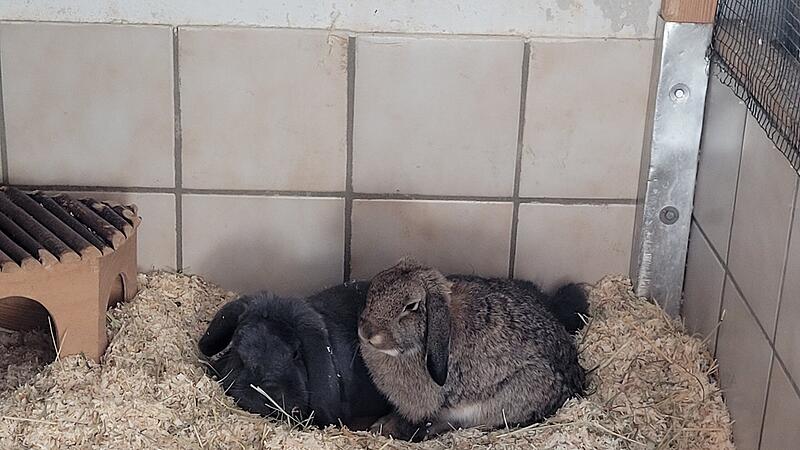 Die Kaninchen Melli und Nils suchen ein neues Zuhause.