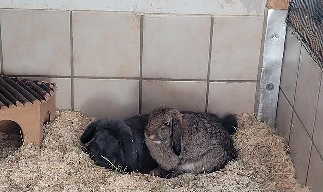 Die Kaninchen Melli und Nils suchen ein neues Zuhause.