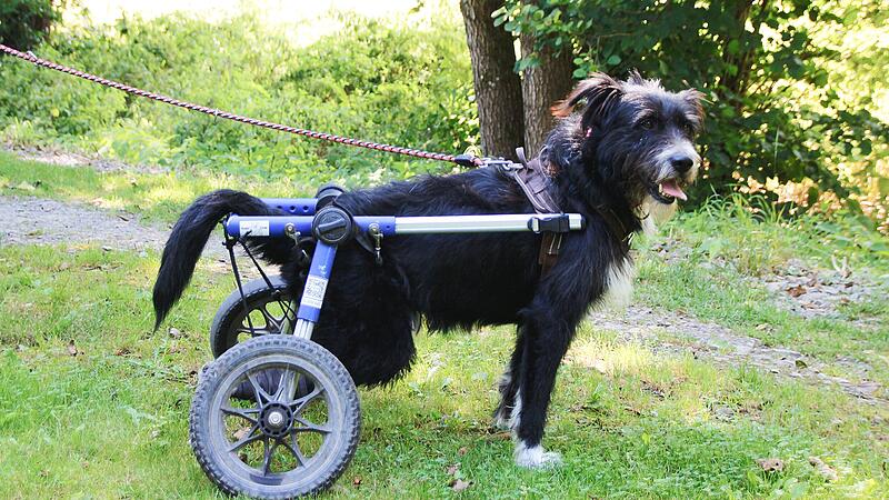 Unvermittelbare Hunde im Tierheim Wanningsm&uuml;hle