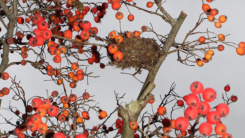 Apfeldorn mit Fruchtbehang