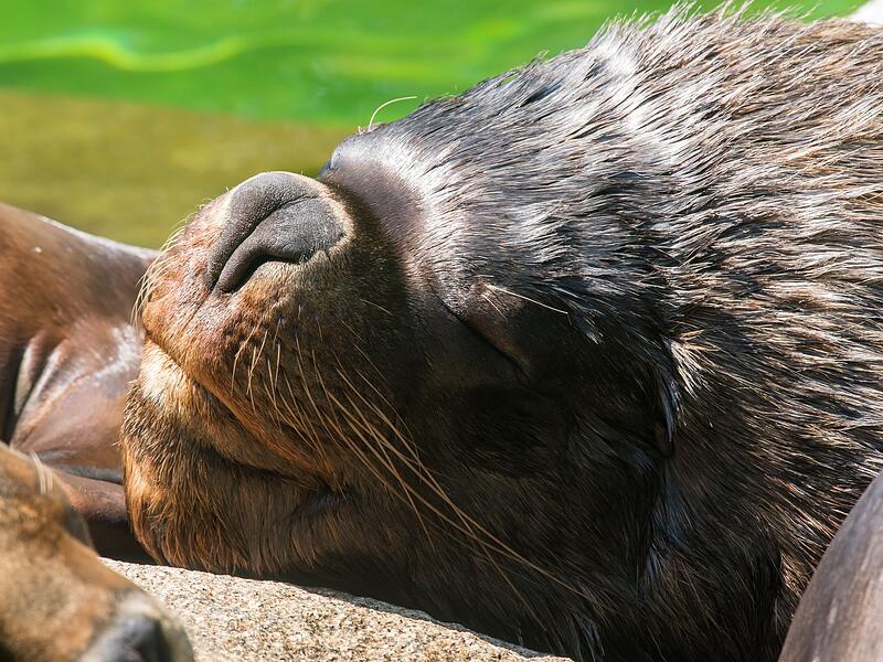 Sommer im Tierpark Hellabrunn