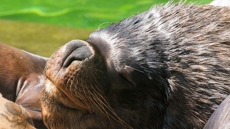 Sommer im Tierpark Hellabrunn Sommer im Tierpark Hellabrunn