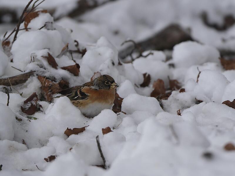 Als nordischer Wintergast war der Bergfink öfters in den Gärten zu entdecken.